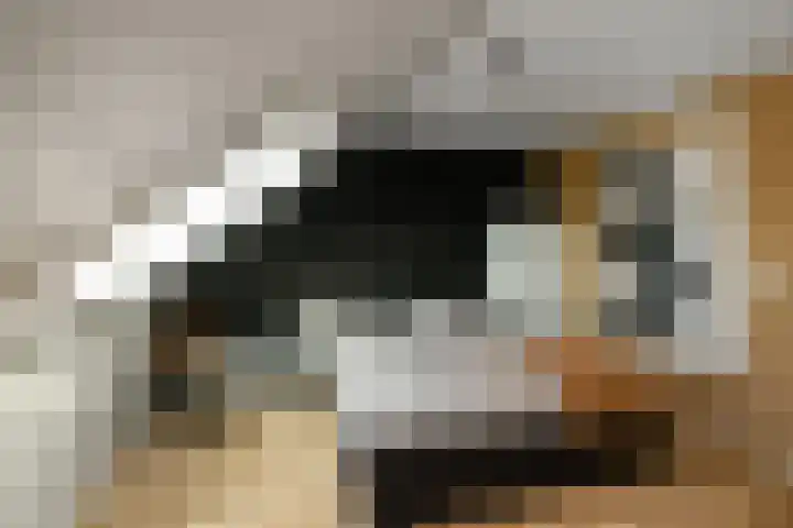 Dierenriem 50 Elst thumbnail 27