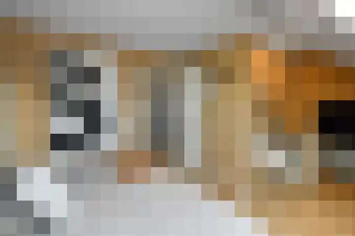 Dierenriem 50 Elst thumbnail 28