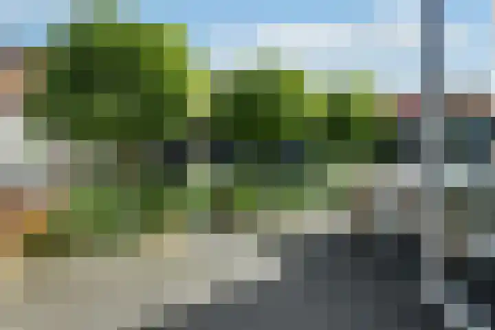 Dierenriem 50 Elst thumbnail 31