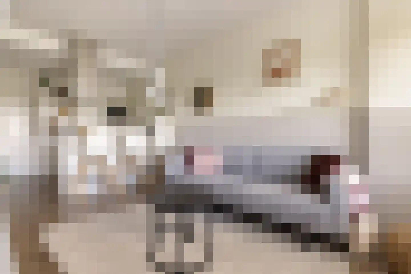 Dierenriem 96 Amsterdam thumbnail 10