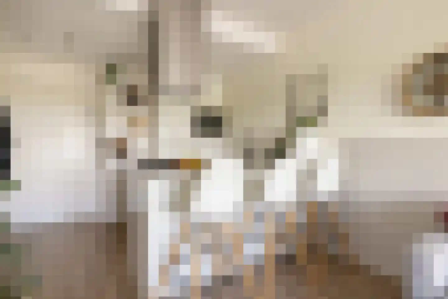 Dierenriem 96 Amsterdam thumbnail 19