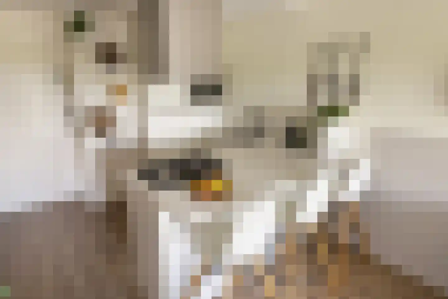Dierenriem 96 Amsterdam thumbnail 20