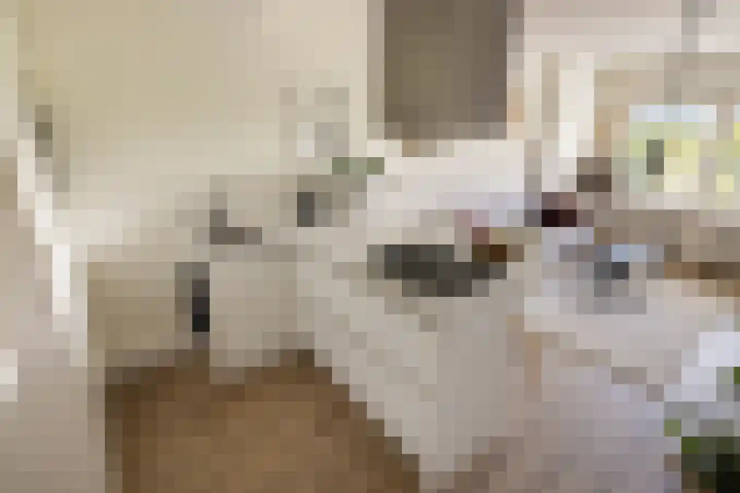 Dierenriem 96 Amsterdam thumbnail 21