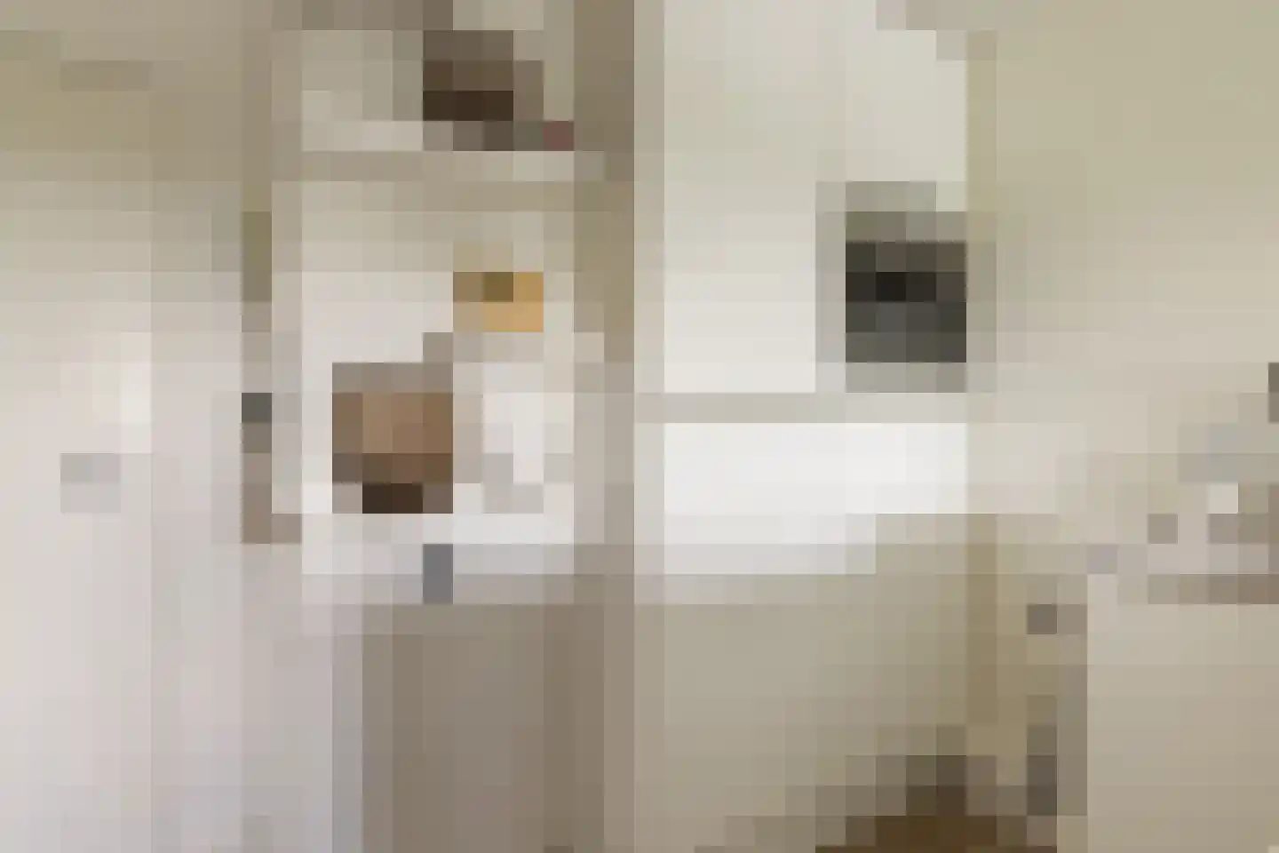 Dierenriem 96 Amsterdam thumbnail 23