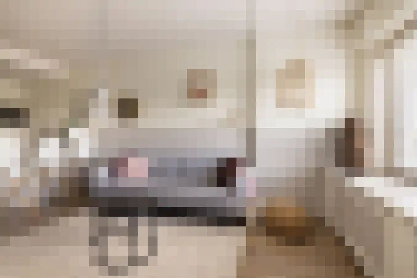 Dierenriem 96 Amsterdam thumbnail 9