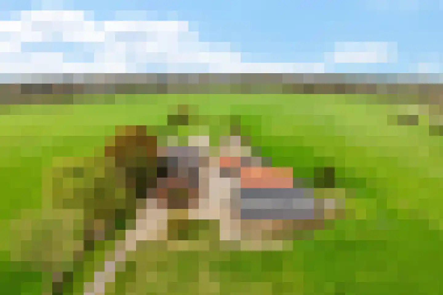 Dierenseweg 4 Olburgen thumbnail 4
