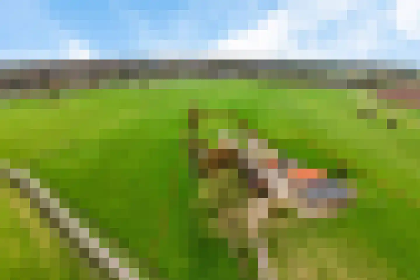 Dierenseweg 4 Olburgen thumbnail 46