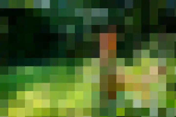 Diessenseweg 28 Hilvarenbeek thumbnail 30