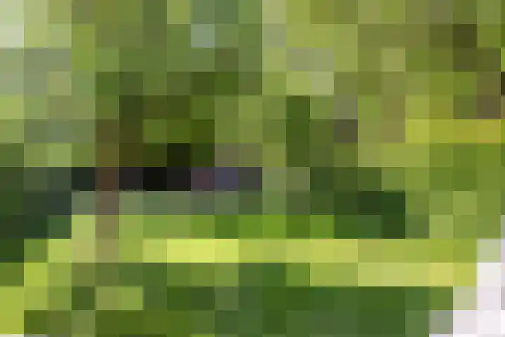 Diessenseweg 28 Hilvarenbeek thumbnail 39