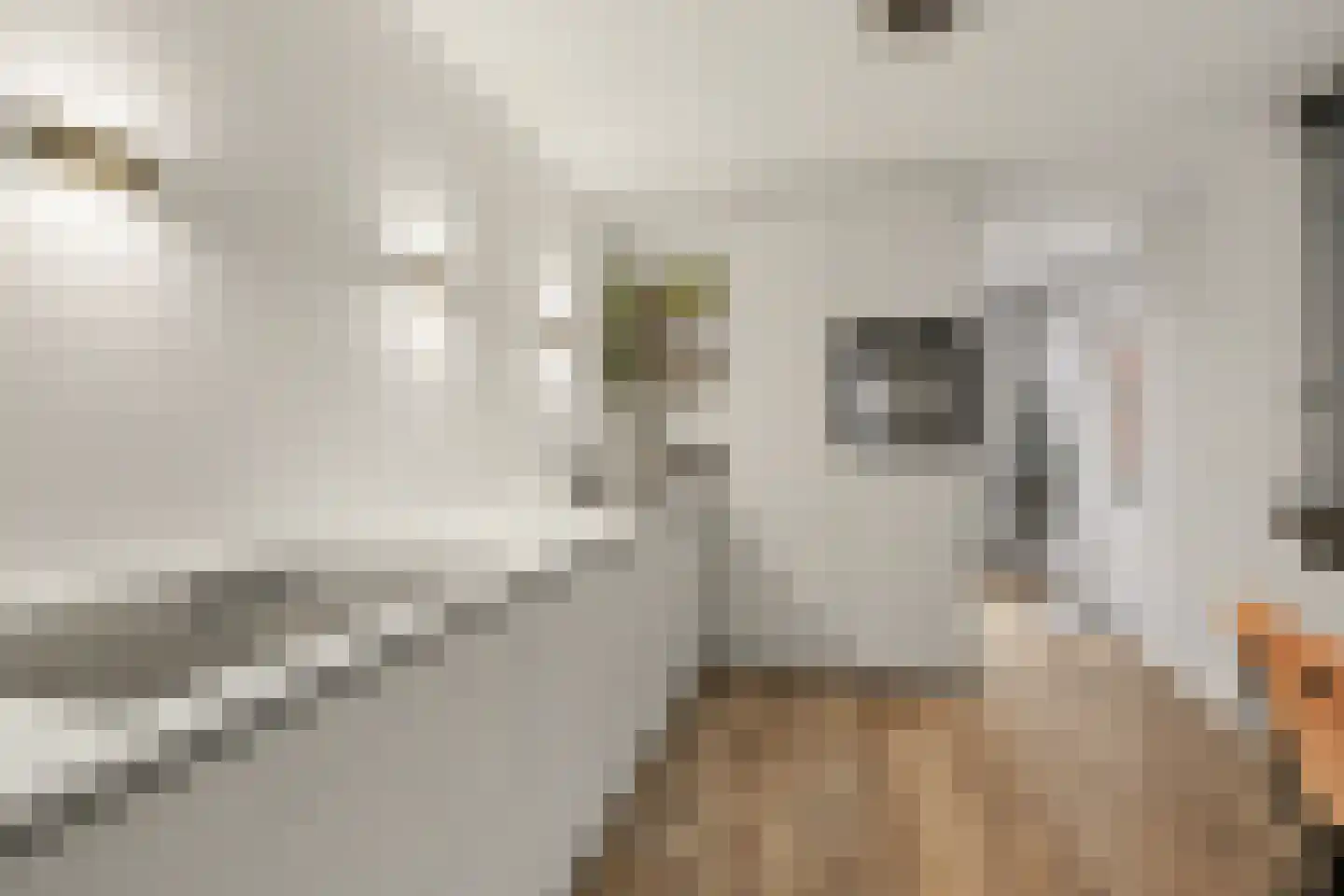 Diessenseweg 36 Hilvarenbeek thumbnail 9