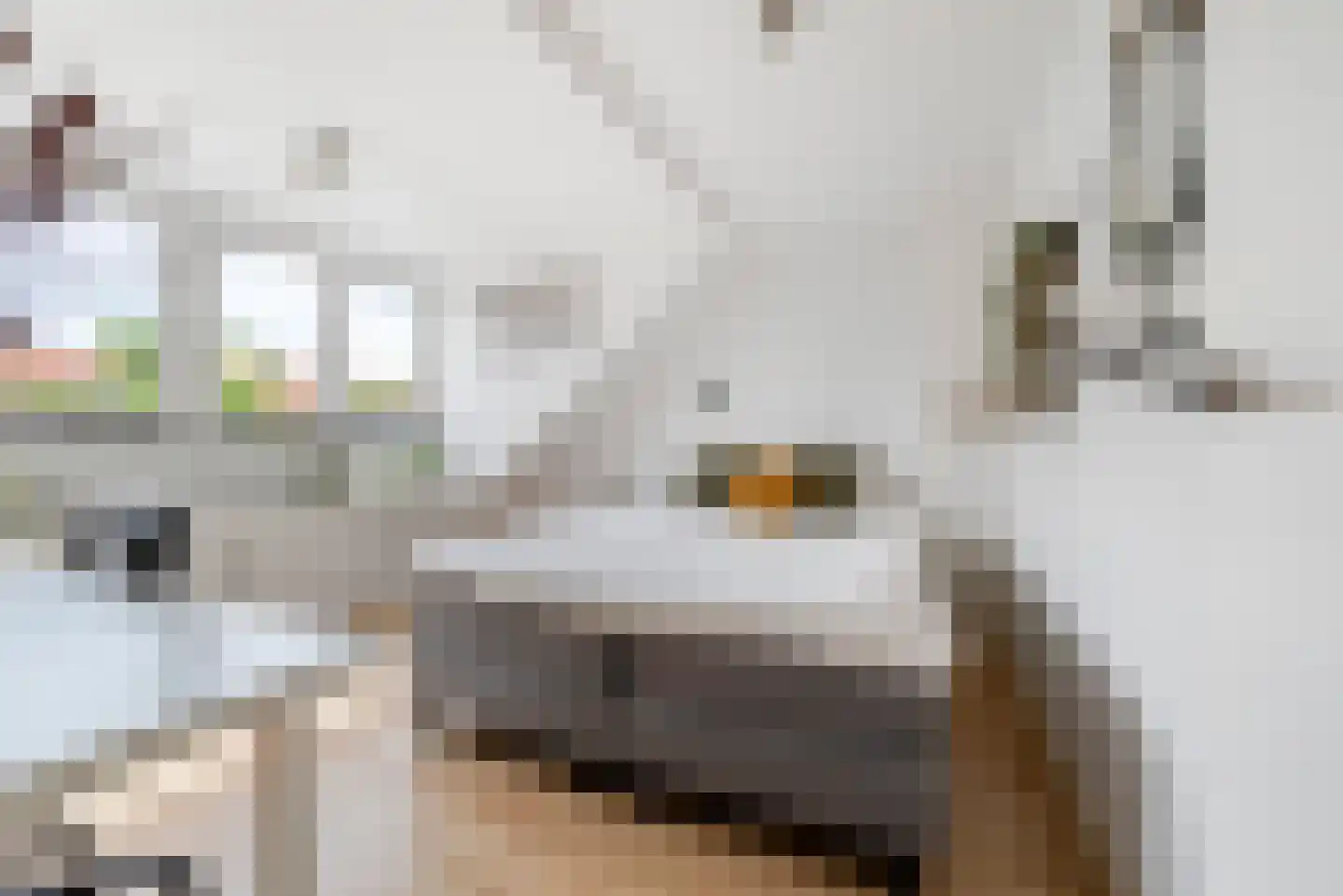 Dietsveld 36 Haarlem thumbnail 52