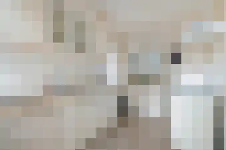 Dievelings 24 Eelde thumbnail 18