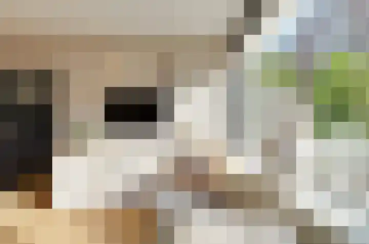 Dievelings 5 Eelde thumbnail 12