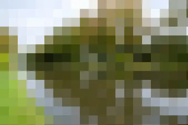 Dieverbrug 49 Dieverbrug thumbnail 52