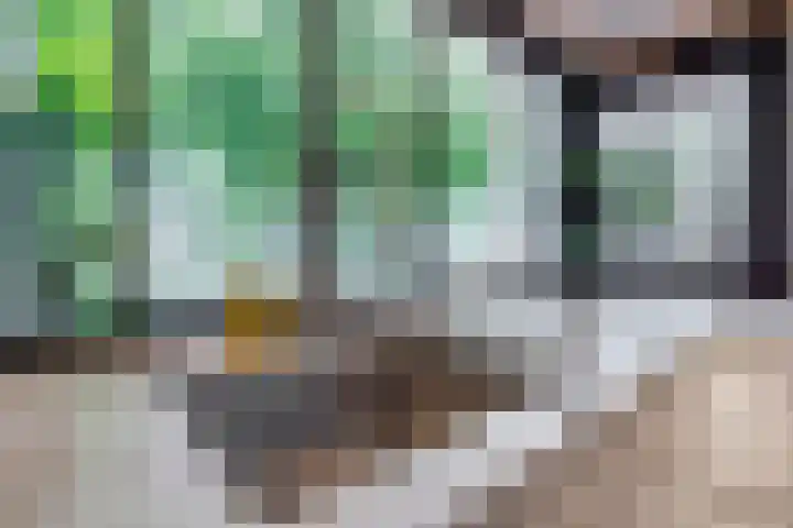Dieze 87 Oisterwijk thumbnail 9