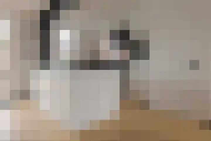 Diezerenk 34 Zwolle thumbnail 13