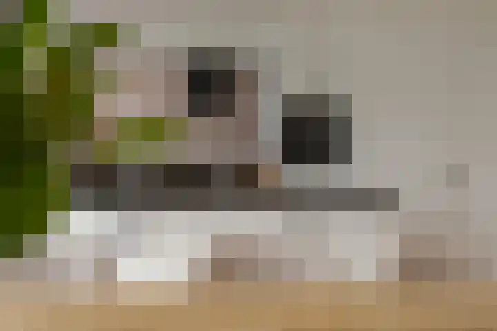 Diezerenk 34 Zwolle thumbnail 15