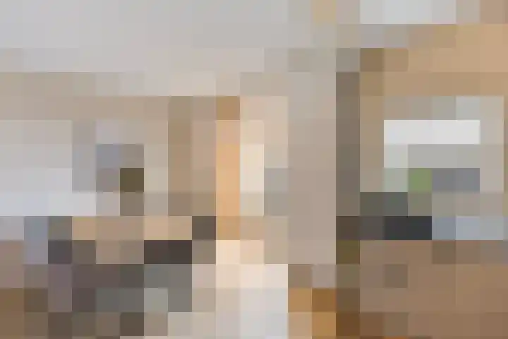 Diezerhoven 17 Zwolle thumbnail 13