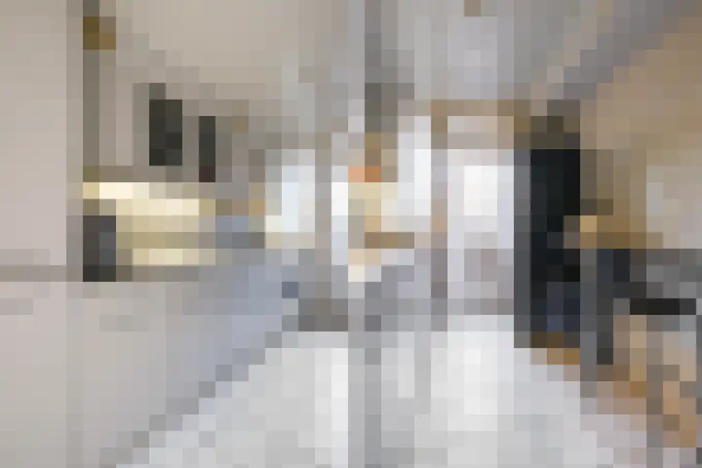 Dignaland 6 Den Haag thumbnail 11