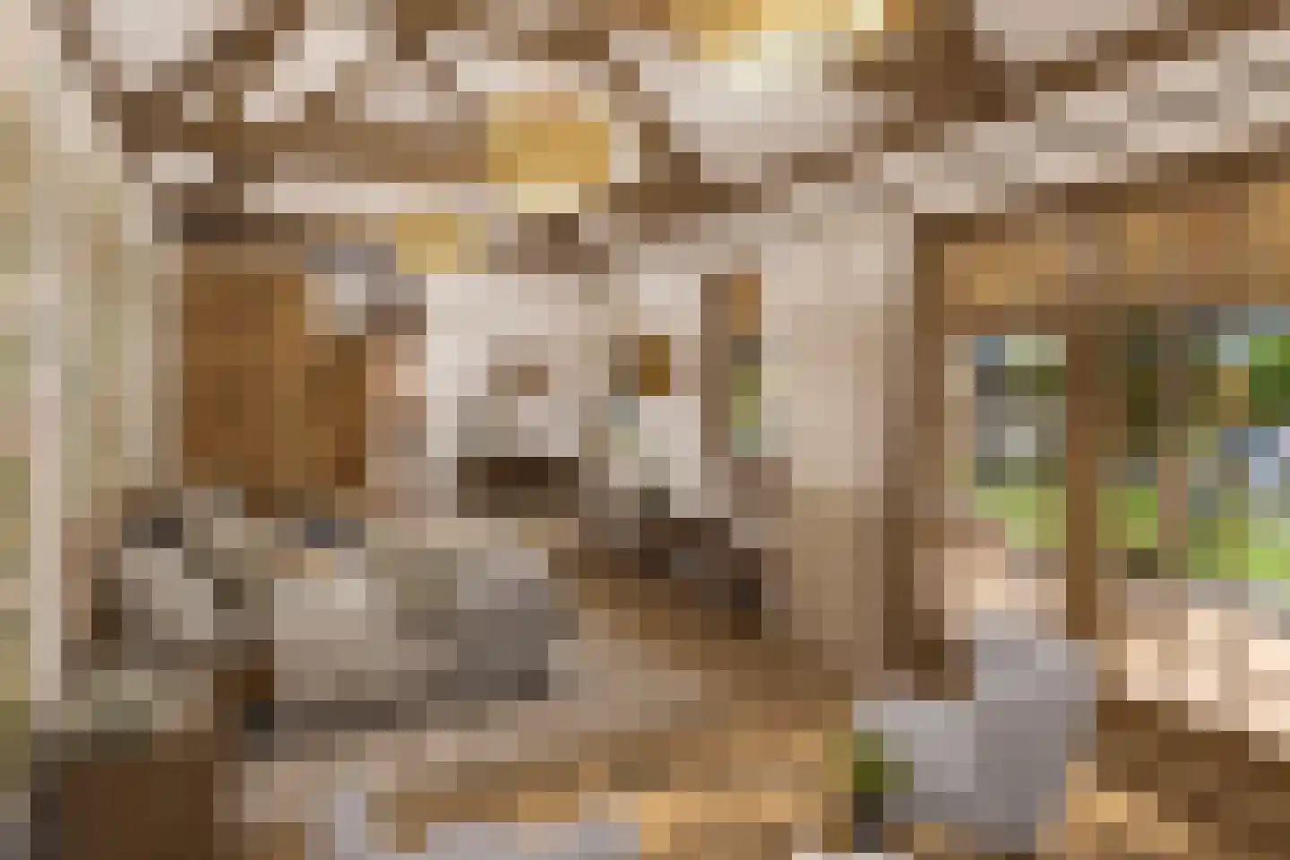 Dijckpotingen 8 Vierpolders thumbnail 30