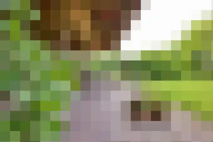 Dijk 10 Beuningen Gld thumbnail 47