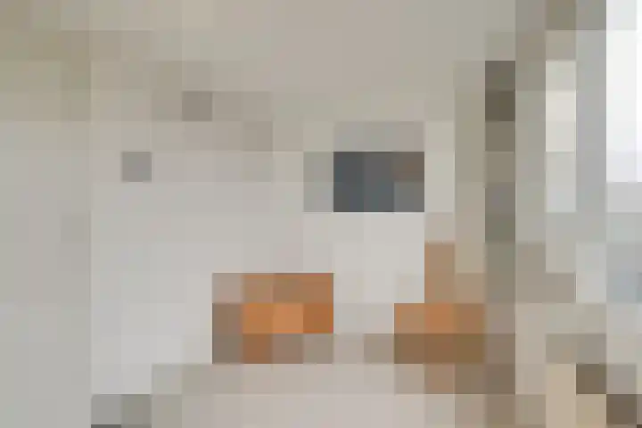Dijk 69 Broek op Langedijk thumbnail 41