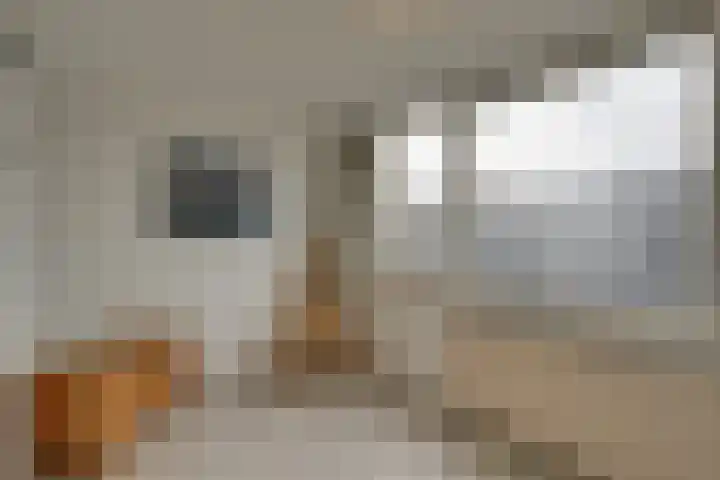 Dijk 69 Broek op Langedijk thumbnail 44