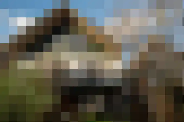 Dijk 69 Broek op Langedijk thumbnail 55