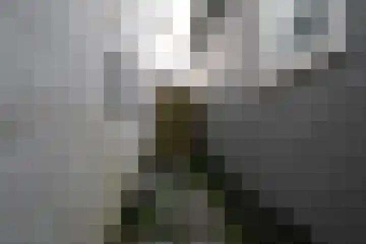Dijk 69 Broek op Langedijk thumbnail 60