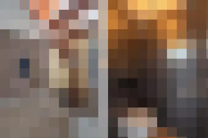 Dijk 9 Broek op Langedijk thumbnail 13