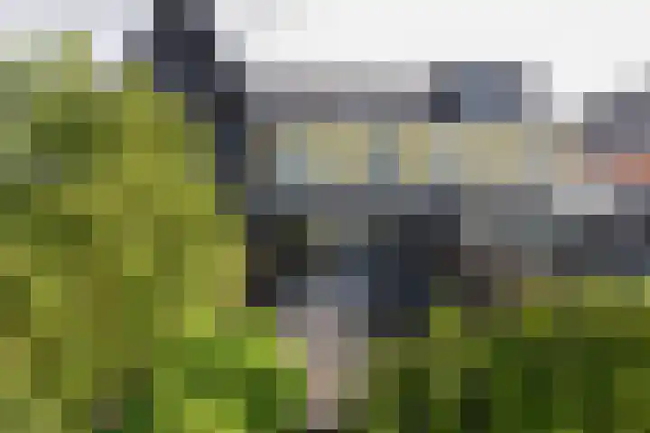 Dijkgraaf 164 Zwaag thumbnail 27