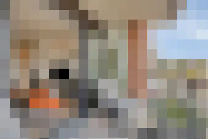 Dijkgraaf 30 Zierikzee thumbnail 29