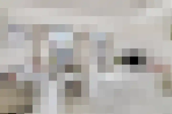 Dijkgraaf 58 Alphen aan den Rijn thumbnail 8