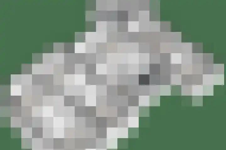 Dijkhuizen 13 Ruinerwold thumbnail 122