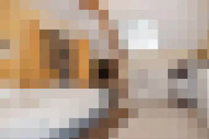 Dijkhuizen 13 Ruinerwold thumbnail 61