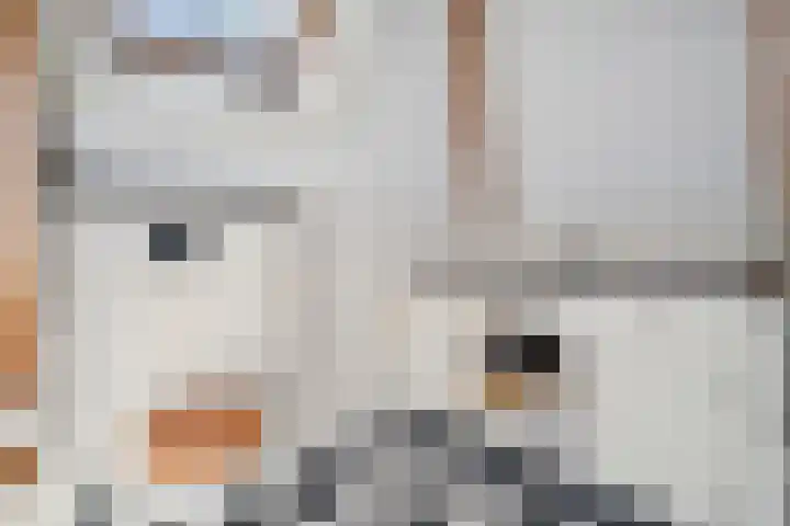 Dijkhuizen 13 Ruinerwold thumbnail 67
