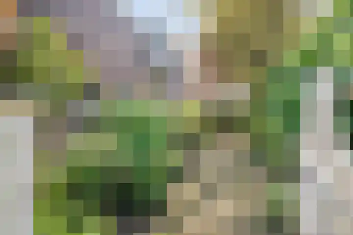 Dijkhuizen 13 Ruinerwold thumbnail 69