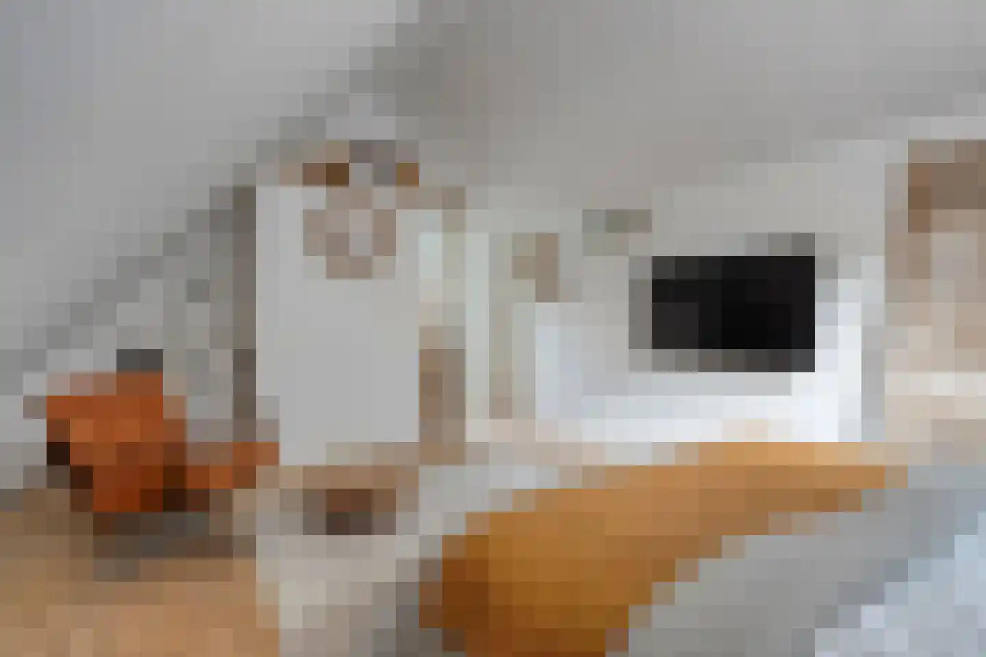 Dijkhuizen 49 Ruinerwold thumbnail 34