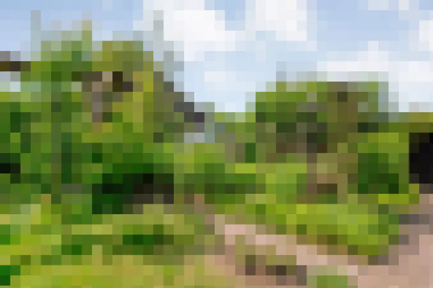 Dijkhuizen 49 Ruinerwold thumbnail 58