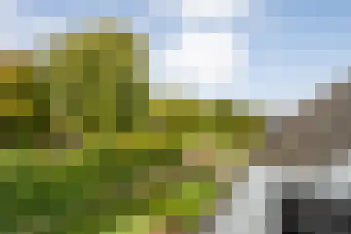 Dijkhuizen 7 c Ruinerwold thumbnail 13