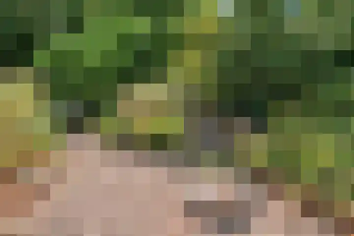 Dijkplan 3 Steenbergen thumbnail 54