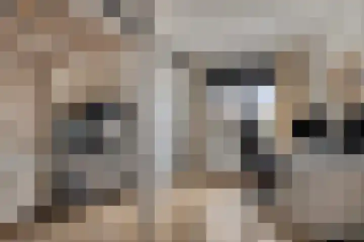 Dijkskruin 5 Cuijk thumbnail 29