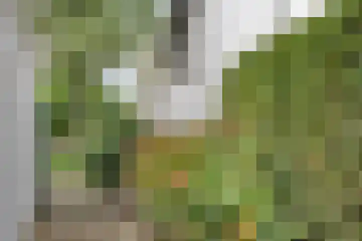 Dijkstraat 6 Asten thumbnail 37