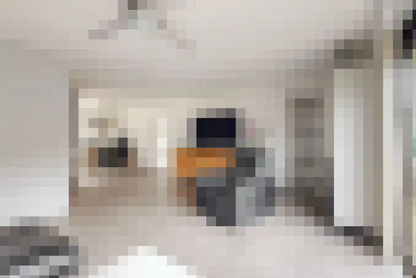 Dijkven 1 Zaandam thumbnail 9