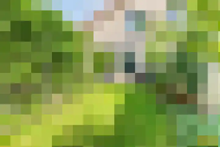 Dijkweg 35 Stavenisse thumbnail 35