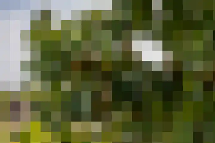 Dijkwelseweg 19 Kapelle thumbnail 17