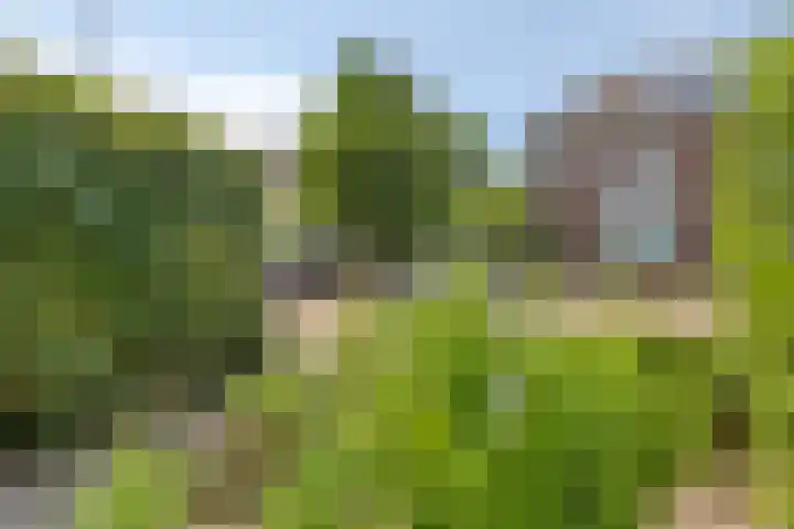Dikkeboomweg 17 Nijmegen thumbnail 12