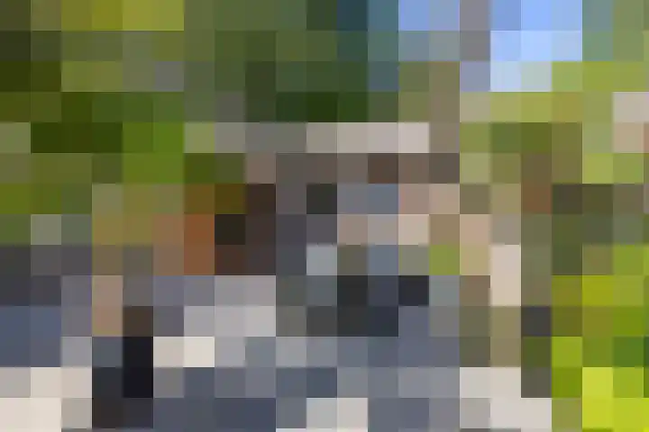 Dikninge 40 Norg thumbnail 50