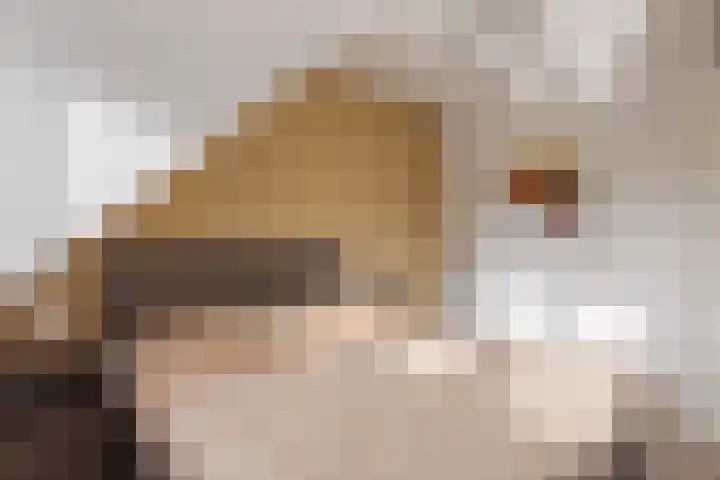 Dille 11 Nijverdal thumbnail 9