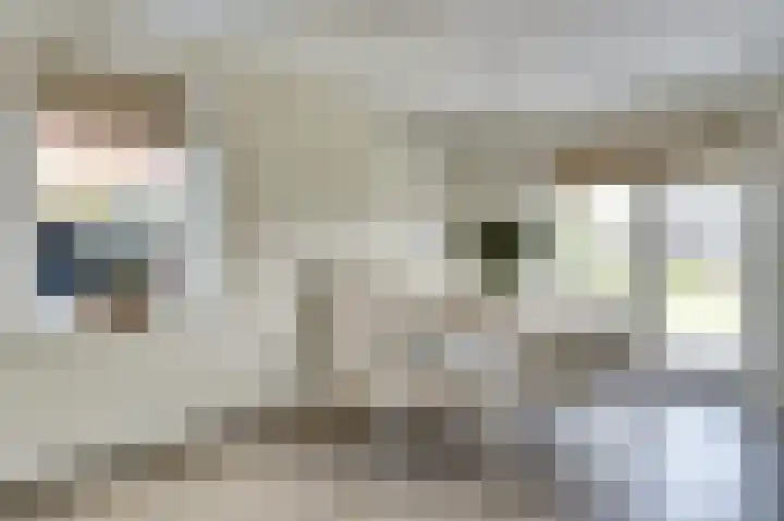 Dille 3 Heerhugowaard thumbnail 16